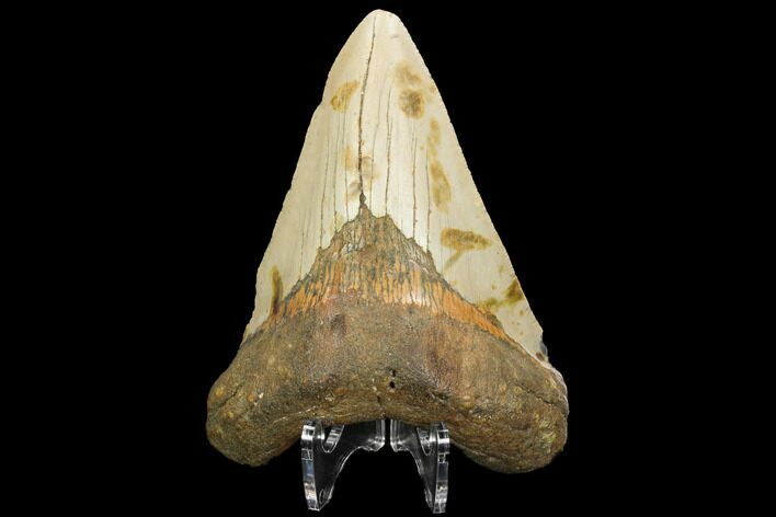 Fossil Megalodon Tooth - North Carolina #124632
